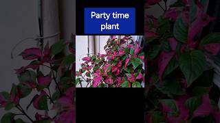 Alternanthera ficoidea Foliage pot PLANT flower garden [upl. by Oned]