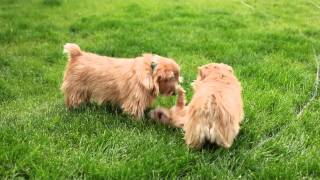 Norfolk Terriers [upl. by Assed]