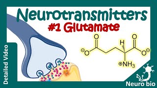 Neurotransmitters Glutamate  What do glutamate neurotransmitters do  Glutamate cycle in synapse [upl. by Klump]