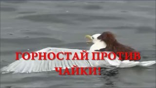 ГОРНОСТАЙ ПРОТИВ ЧАЙКИ WEASEL VS SEAGULL [upl. by Jasmine]