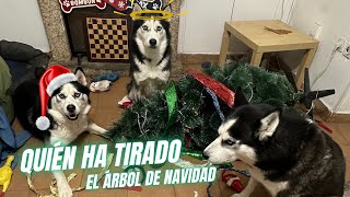 ¿QUIÉN HA TIRADO EL ÁRBOL DE NAVIDAD 🤔¿Max Bombón o el cachorro Balto 😂 [upl. by Naux593]