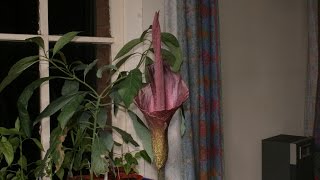 Amorphophallus Konjac Bloom Time Lapse [upl. by Teerell]