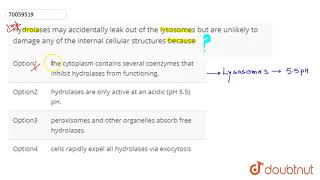 Hydrolases may accidentally leak out of the lysosomes but are unlikely to damage [upl. by Lowrie]