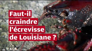 VIDÉO Fautil craindre lécrevisse de Louisiane [upl. by Kerstin951]