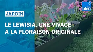 Le Lewisia une vivace à la floraison originale  les conseils de Roland Motte [upl. by Otir]