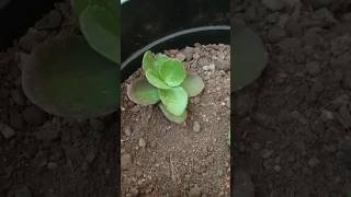 How to grow kalanchoe plant  from kalanchoe at home [upl. by Christmann]