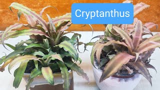 All about Cryptanthus plant care Earth Star Plant care [upl. by Flo]