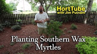 Planting Wax Myrtles  Fast Growing Native Evergreen Screening Plant [upl. by Anilak289]