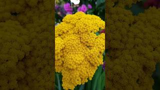 Amazing Yellow Yarrow Flower flowers nature viral garden beautifulflowers 2024 shorts [upl. by Prissie664]