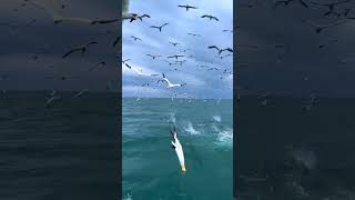 Gannet wildanimalfacts gannemblem trendingshorts [upl. by Dumah]