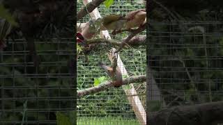 Orange cheeked waxbill amp zebrafinches eating fresh green seed heads birdenrichment finchaviary [upl. by Dahl]