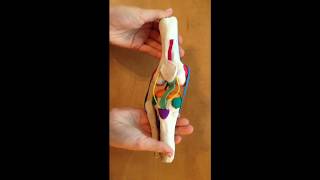 Knee Joint Project [upl. by Hanaj]