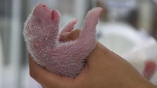 Newborn Panda Reunited With Mother  Panda Babies  BBC Earth [upl. by Atsira456]