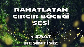 Rahatlatan Cırcır Böceği Sesi  1 SAAT KESİNTİSİZ  Bebek Uyutan Sesler  BiberonTv [upl. by Lewellen]