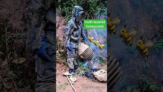 Giant multilayered wasp nest  Tropical Forest Bees honey [upl. by Sweet]