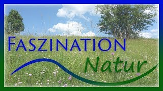 Faszination Natur [upl. by Payson]