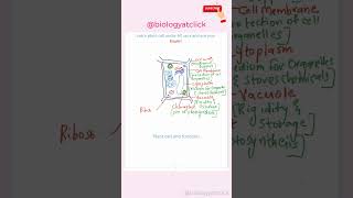 diagram of plant cell with labelling [upl. by Ramalahs]