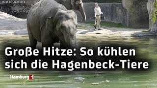 Abkühlung in Hagenbecks Tierpark Leckeres Eis für die OrangUtans [upl. by Sachsse]