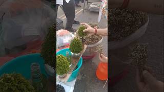 Selaginella plant  संजीवनी बूटी  magical plant  evergreen moss plant  magical plant  shorts [upl. by Kaila]