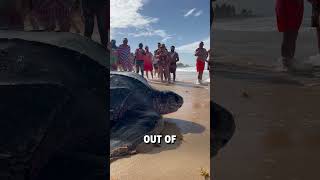 Giant leatherback sea turtle shows up on beach 😮🐢  🎥 BVIRAL  mikesudi16  karibinyaralas [upl. by Barr]