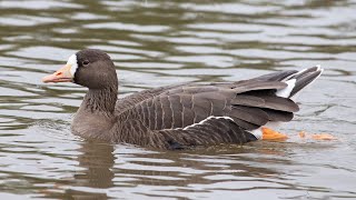 White Fronted Geese Calls [upl. by Aenehs]