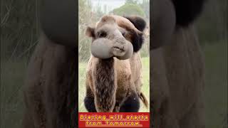 Camel Diet camel animals entertainment funny [upl. by Eentroc718]