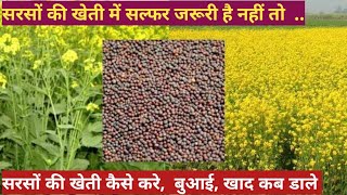 How To Succeed in mustard farming  Expert Tips for profitable mustard farming  mustard sarso [upl. by Isdnyl394]