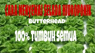 cara menyemai benih selada butterhead hidroponik 100 tumbuh semua [upl. by Alleras]