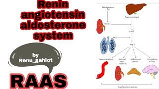 Renin angiotensin aldosterone system RAAS [upl. by Melita]