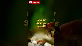 How do Shrimps breed shrimp fishkeeping shrimpbreeding marinelife easyfishkeepingindia [upl. by Ekud]