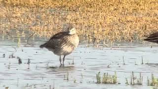 Whimbrel Numenius phaeopus Ledskär Uppland 11 July 2024 iPhone digiscoping [upl. by Rori]