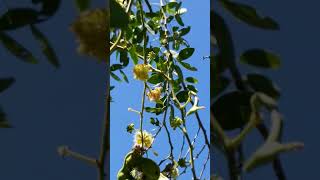 Manila Tamarind Or Camachile Volunteer Tree Organic amp Medicinal At My Garden [upl. by Fern179]