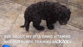 Labradoodle Puppy Baron SD 480p [upl. by Kinelski]