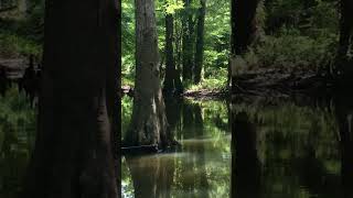 Fish In Spring Fed Creek fish creeks springs streams cold water er [upl. by Mannes397]