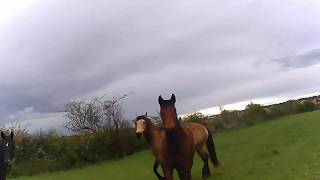 Comment sexpriment les chevaux [upl. by Isaac32]