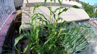 First Corn Growing Update 2 Midnight Snack Corn [upl. by Banerjee]