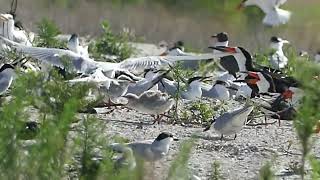 Gullbilled Royal Sandwich Terns Black Skimmer Chicks Nests Hillsborough Bay June 21 2024 [upl. by Undis]