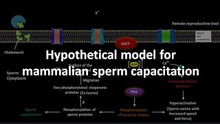 Sperm capacitation in mammal [upl. by Eedahs]