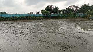 Ploughing the paddy field on tractor the village farming tractor 2024 [upl. by Anirehtak]