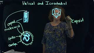 Helical and Icosahedral Viruses [upl. by Dottie]