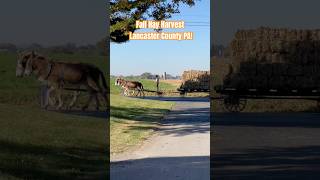 Amish Country Hay Harvest Lancaster County PA amish lancaster farming drafthorse hay harvest [upl. by Aleinad]