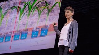 How we can make crops survive without water  Jill Farrant [upl. by Barbe733]