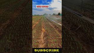 Shorts ytshortindia trendingsong trendingreels youtubeshorts shortfeed शेती reels [upl. by Orelee682]