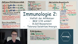 ERWORBENE ABWEHR MHC ANTIKÖRPERVIELFALT BTZELLSELEKTION  BiochemieNow Immunologische Reihe 2 [upl. by Tillie706]