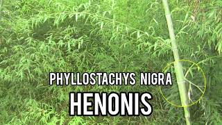 Phyllostachys nigra henonis black bamboo UK Bamboo Flowers Every 100 Years [upl. by Evangeline]