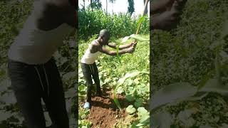 How is farm tool sharper iammarwa shorts viralvideo iammarwalatest comedy [upl. by Ezekiel]