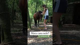 Mata cura na Peladeira🙌 dacidadepraroça youtubeshorts vidanaroça roça vidanointerior cavalo [upl. by Naget]