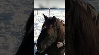 Percheron Horse  One Of The Most Beautiful Horses In The World🤯 viralvideo shorts [upl. by Caldeira707]