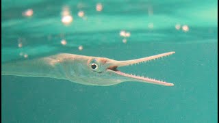 Facts The Needlefish [upl. by Armington]