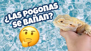 ¿LAS POGONAS SE BAÑAN 🤔⁉️ Bañando 🛁 a Mushu mi Dragón Barbudo 🐉 [upl. by Enrev]